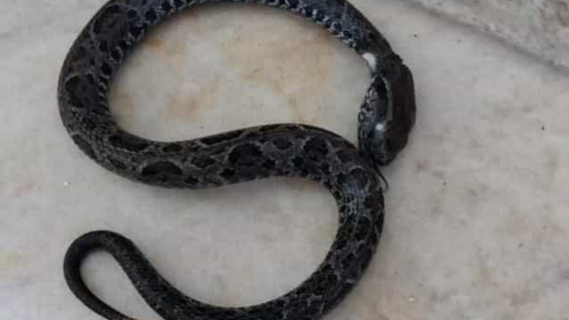 Idosa sofre dois AVCs após ser picada por cobra no litoral de SP