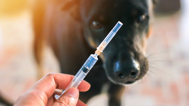 Rio de Janeiro registra caso de raiva animal depois de 26 anos