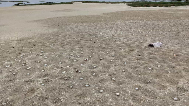 Drone cai em área ambiental e assusta andorinhas; 1.500 ovos são perdidos