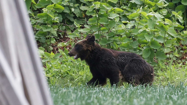Urso é abatido depois de atacar quatro pessoas no Japão