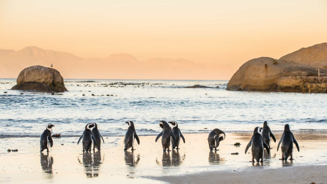 Começa temporada 2021 de pinguins na costa das regiões Sul e Sudeste