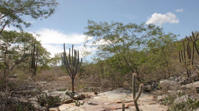 Pesquisa analisa planta da caatinga que pode ser boa para a memória