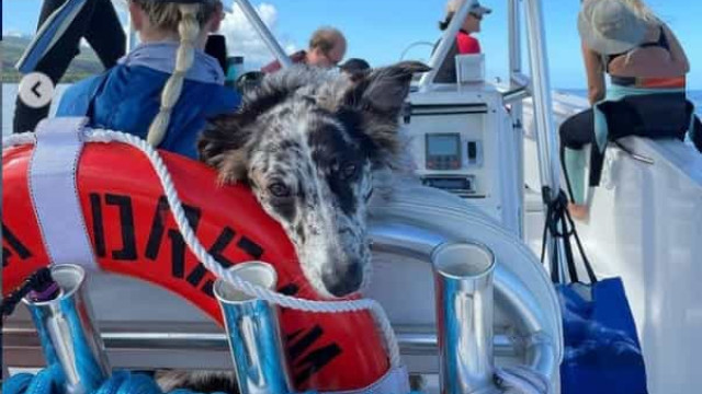 Conheça Mako, o cão que adora o mar e é guia turístico