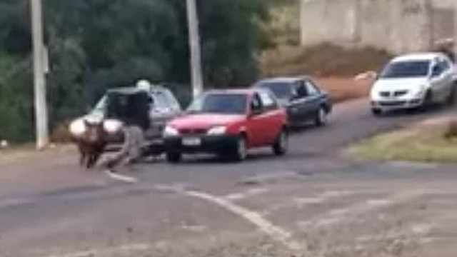 Porco ataca e morde motoqueiro em Franca (SP)