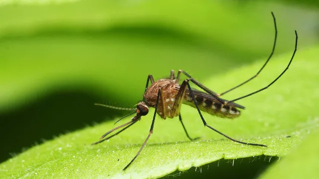 
                    Anvisa libera testes em humanos de vacina brasileira contra malária
                