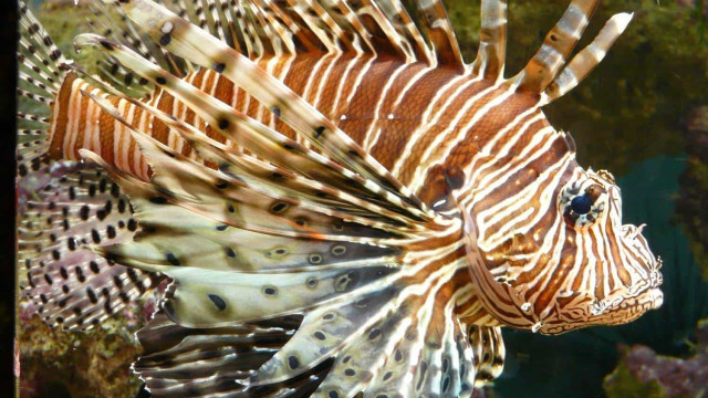 Peixe-leão invade Fernando de Noronha; espécie ameaça ecossistema