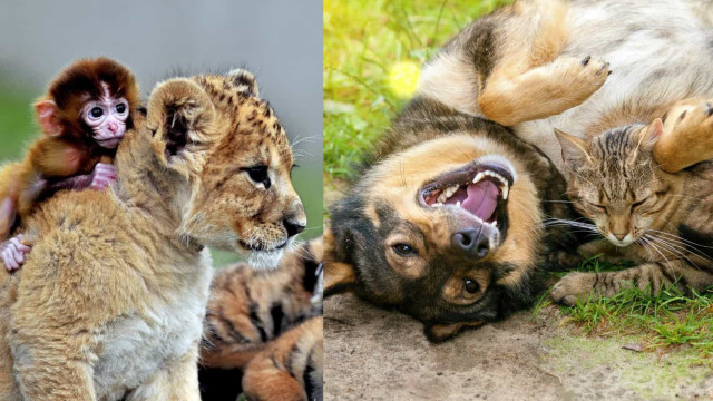 As amizades mais improváveis do reino animal!