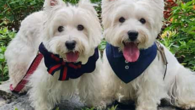 Dogfluencers: cães de Cingapura são tendência no Instagram