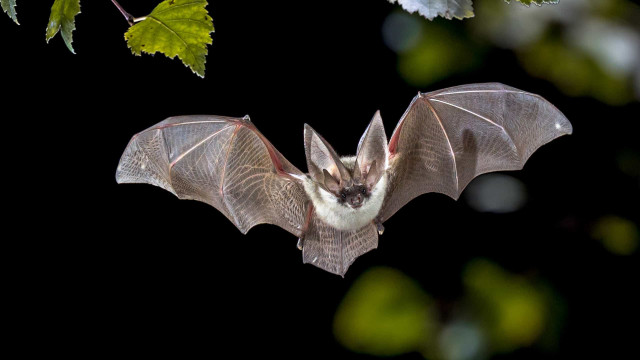Casos de raiva em morcegos fazem BH colocar regiões sob ação de bloqueio do vírus