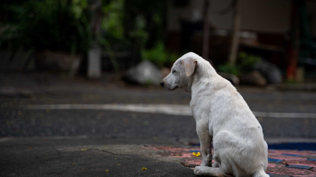 Bolsonaro sanciona lei que proíbe eutanásia de cães e gatos de rua