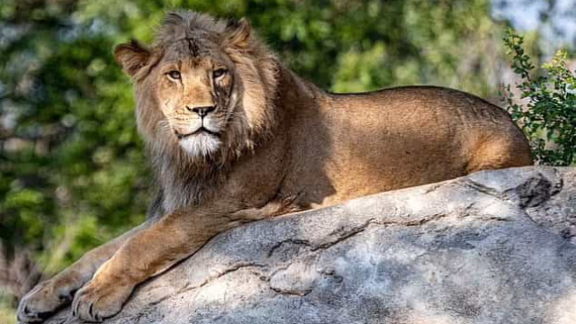 Covid-19: Quinze leões infectados com variante delta em dois zoos nos EUA