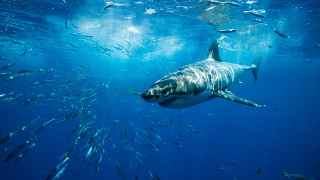 Tubarão-branco com mais de quatro metros ataca surfista na Austrália