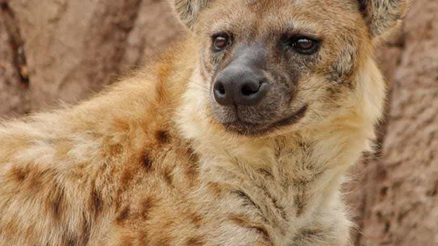 Hienas infectadas pela primeira vez com Covid-19 em zoo de Denver