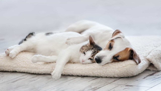 Covid-19. Cães e gatos podem ser infectados com variante Alfa, diz estudo