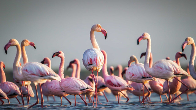 Ataque de onças mata 172 flamingos em parque de Foz do Iguaçu