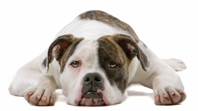 Raças de cães que foram banidas em alguns lugares do mundo