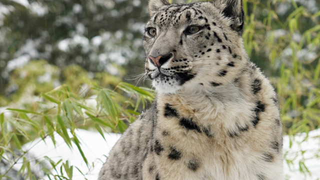 Três leopardos morreram de Covid-19 em Zoo nos Estados Unidos