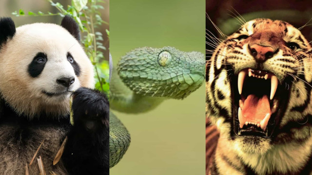 Vida Selvagem: Os mais violentos ataques em zoológicos!