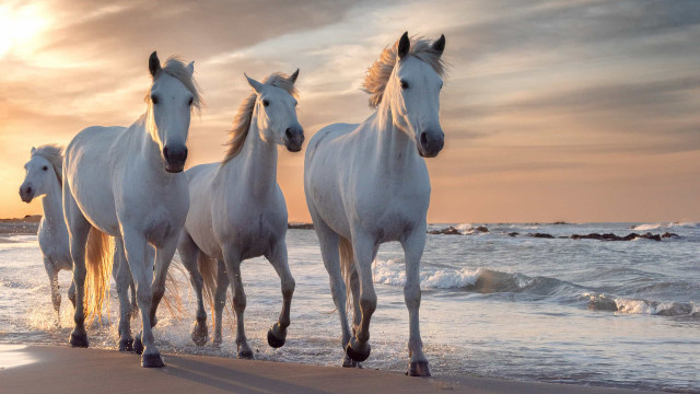 O leitor perguntou: O que significa sonhar com cavalos? 