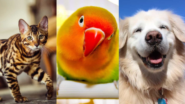 O melhor pet para você de acordo com seu signo!