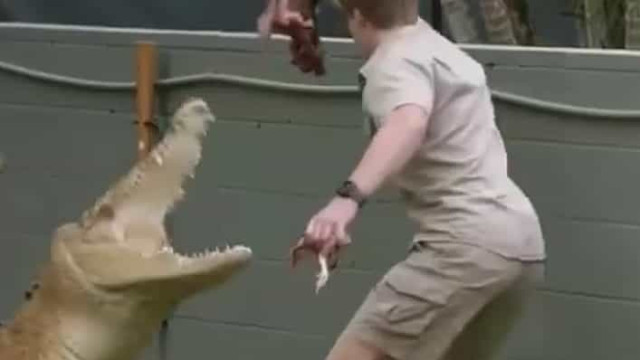 Filho de apresentador é perseguido por crocodilo durante gravação 