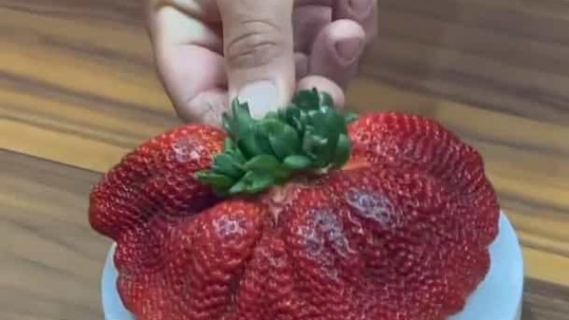 Este é o maior morango do mundo. Veja o vídeo