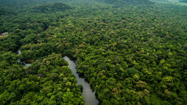 Amazônia terá sistema de dados sobre gases de efeito estufa