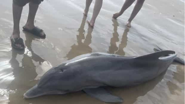 Golfinho encalhado morre após banhistas tentarem subir para cima dele