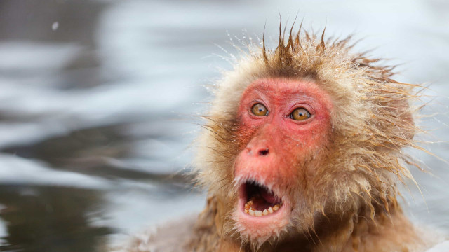 Macaco que atacou 10 pessoas é procurado pela polícia no Japão