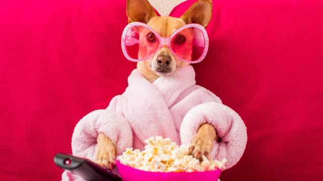 Coisas que os humanos fazem que os cachorros odeiam