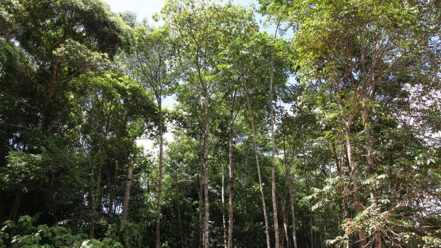 
                    Amazônia tem menor índice de desmatamento para o 1º semestre em uma década
                