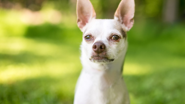 Coisas que os humanos fazem que os cachorros odeiam