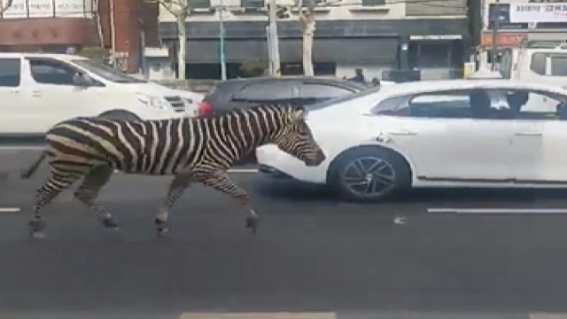 Vídeo. Zebra escapa de zoo e passeia "durante horas" em ruas sul-coreanas