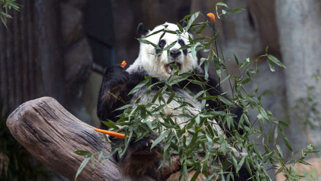 Gêmeos de panda-gigante nascem em zoológico da Coreia do Sul