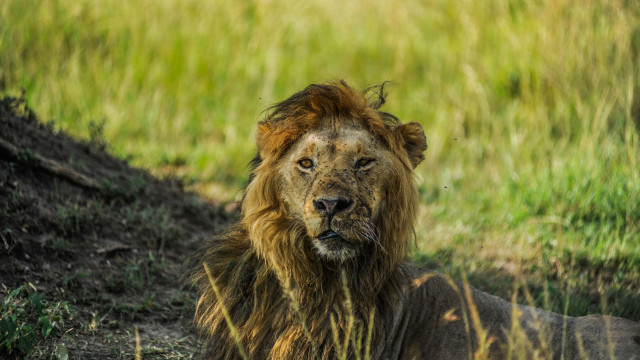 Leão da montanha mata jovem e fere gravemente rosto de adolescente nos EUA