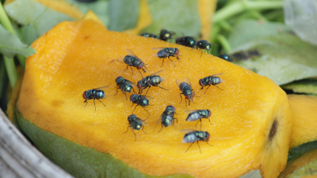 Plantas que afugentam as moscas da fruta: saiba quais são