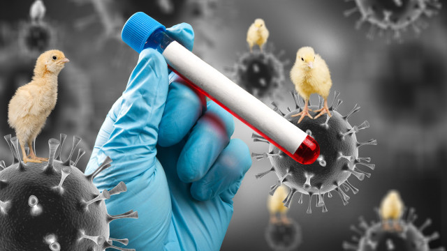 Agricultura confirma estado de emergência zoossanitária por gripe aviária