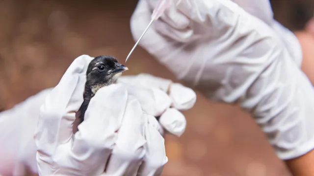 
                    SP confirma segundo caso de gripe aviária do ano em ave encontrada no Ibirapuera
                