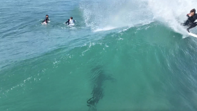 Tubarão aproxima-se de surfistas em plena etapa do Circuito Mundial