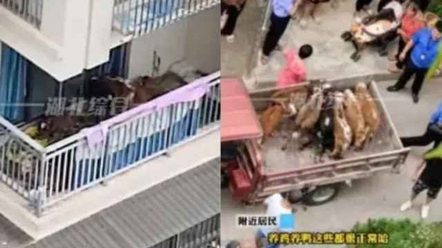 Homem muda-se para a cidade e tenta criar vacas na varanda de apartamento