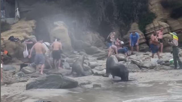 Leões marinhos atacam banhistas em praia com aviso. "Não se aproxime"