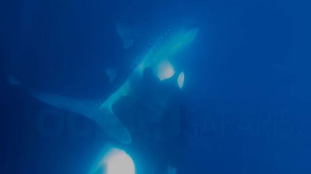 Ataque raro de baleia orca contra tubarão é registrado