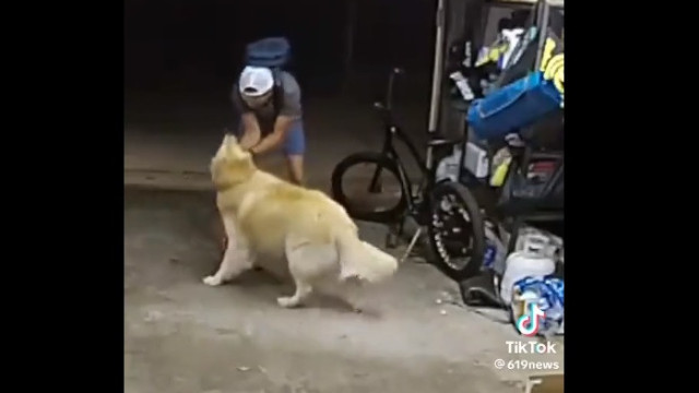 Ladrão interrompe assalto para brincar com cão; veja