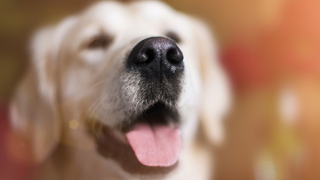 O seu cão lambe o focinho com frequência? Conheça os motivos