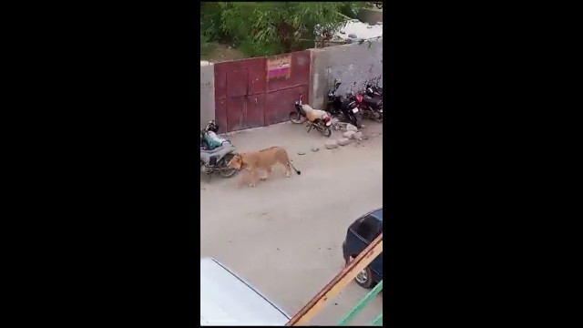 Leão foge de veículo e anda à solta em cidade do Paquistão. Eis o vídeo