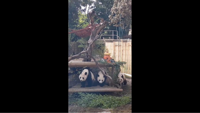 Pandas gêmeos do Zoo de Madrid fazem dois anos. As imagens da festa
