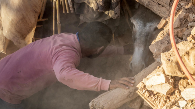 Burro é resgatado dos escombros em aldeia no Marrocos