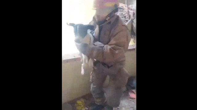 Cadela resgatada após fugir de explosão em armazém de pólvora na Colômbia
