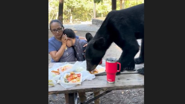 Urso invade piquenique de aniversário do filho e devora comida. Veja