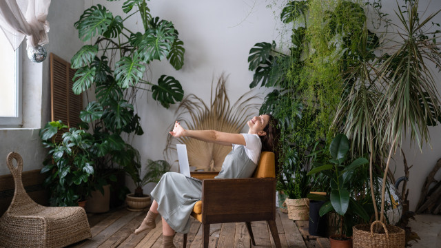 Plantas: decoração e benefícios para a saúde